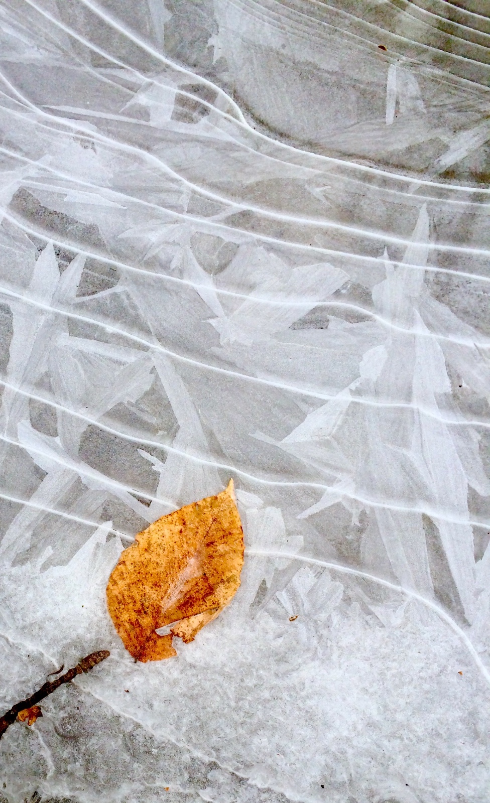Winter Leaf & Ice